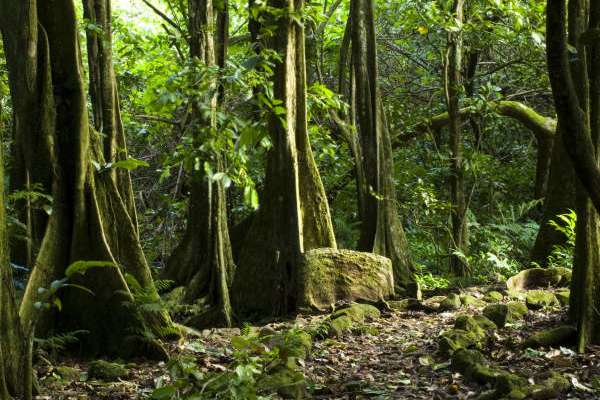 Randonnée Culturelle à la Cascade d'Afareaitu