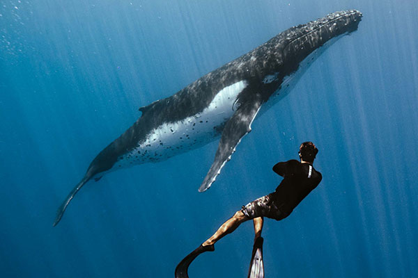 Demi Journée observation des baleines à Moorea