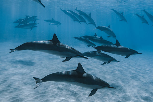 Half Day of whale watching in Moorea