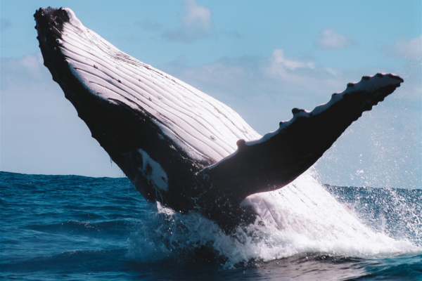 Whale experience - Tahiti