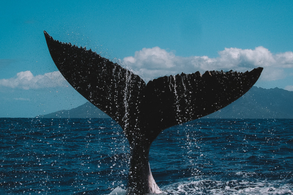 Expérience avec les baleines