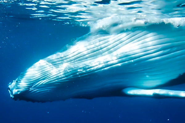 Expérience avec les baleines