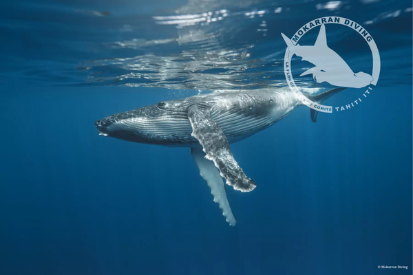 Whale watching (4h)  - Tahiti