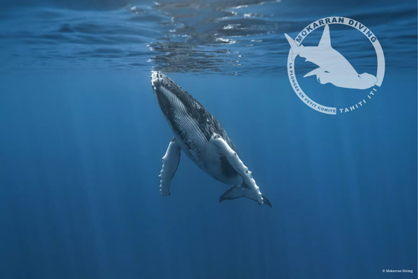 Whale watching (4h) 