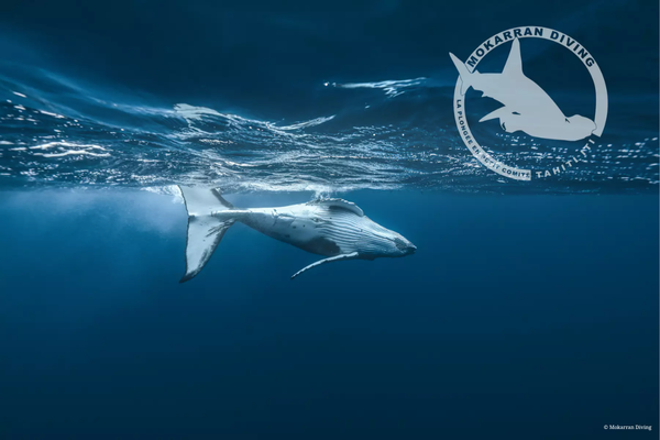 Whale watching (4h) 