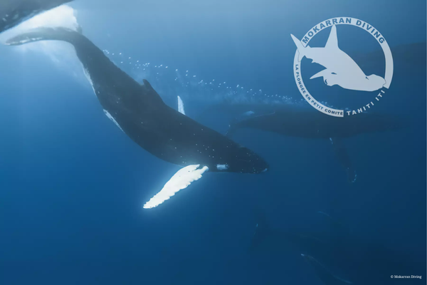 Whale watching (4h) 