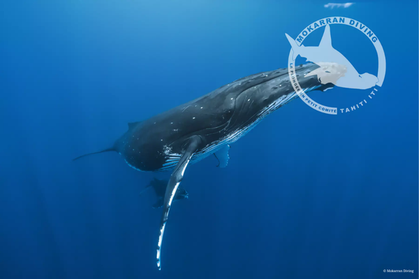 Whale watching (4h) 