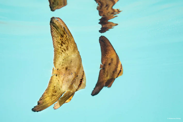 2 successives dives
