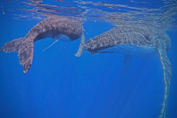 Whales on the pacific ocean