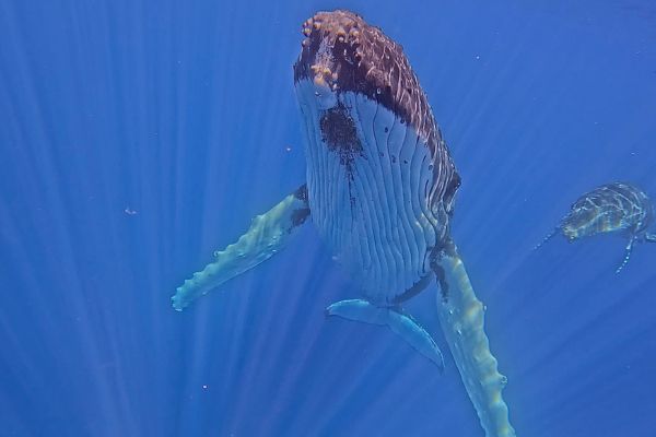 Whales on the pacific ocean