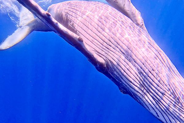 Whales on the pacific ocean