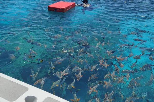 Descente de la passe de Tiputa & Aquarium naturel 