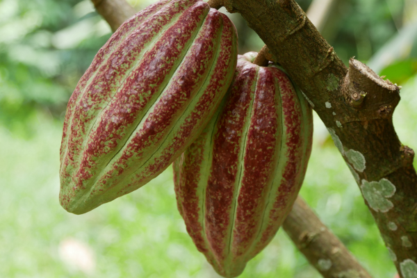 Cacao Eco Tour