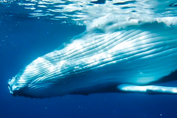 Whale Watching (3h) - No snorkeling - Tahiti