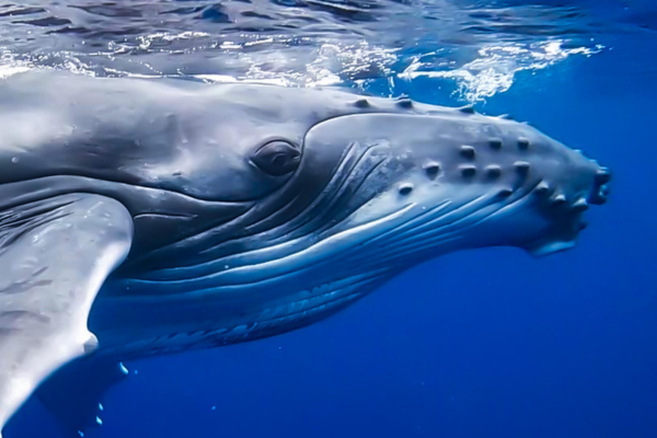 Whale Watching (3h) - No snorkeling