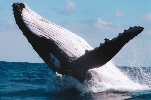 Whale Watching (3h) - No snorkeling