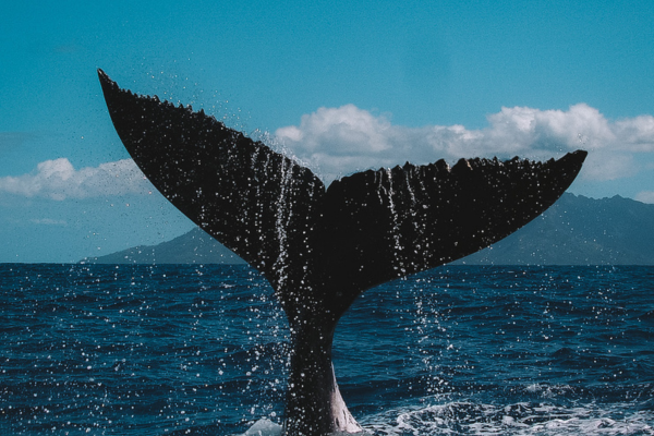 Whale Watching (3h) - No snorkeling