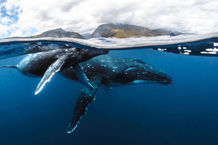 Baleine
