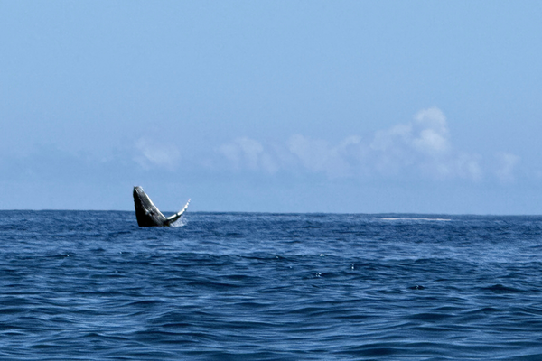 Whale