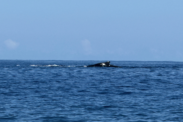 Whale