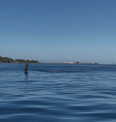 Dolphin 