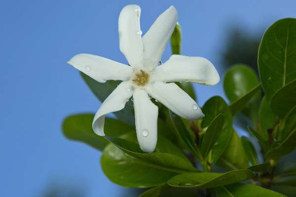 Tiare Tahiti