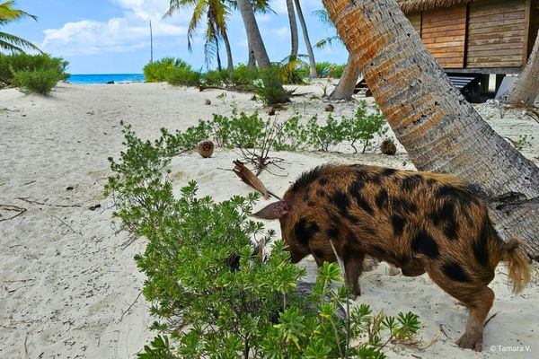 Cochon