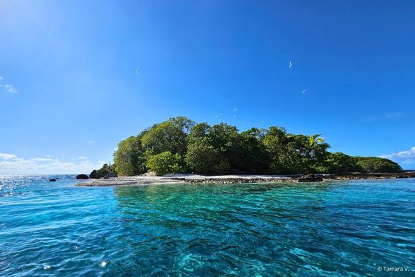 Île aux oiseaux