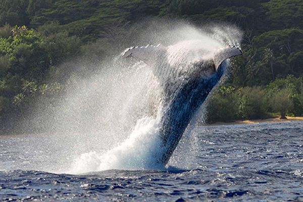 Manotel - Activities: whales watching