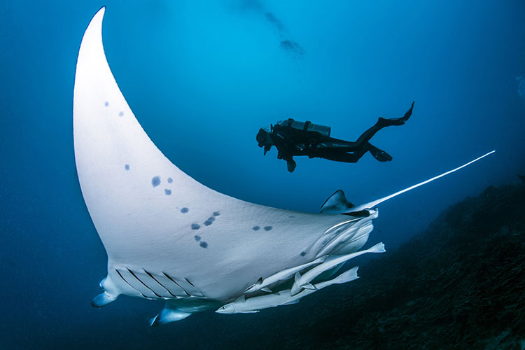 Crystal Clear Dives in Bora Bora  - Top Dive