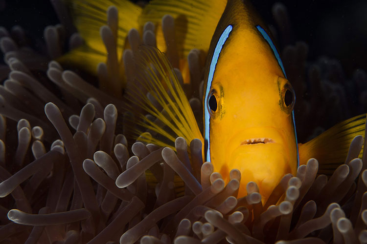 Crystal Clear Dives in Bora Bora  - Top Dive