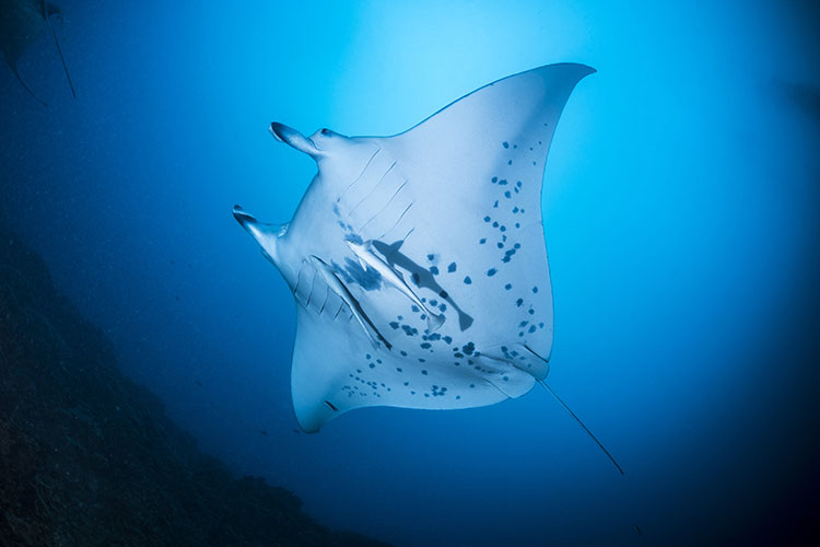 Salty Bubble from Los Angeles - Top Dive