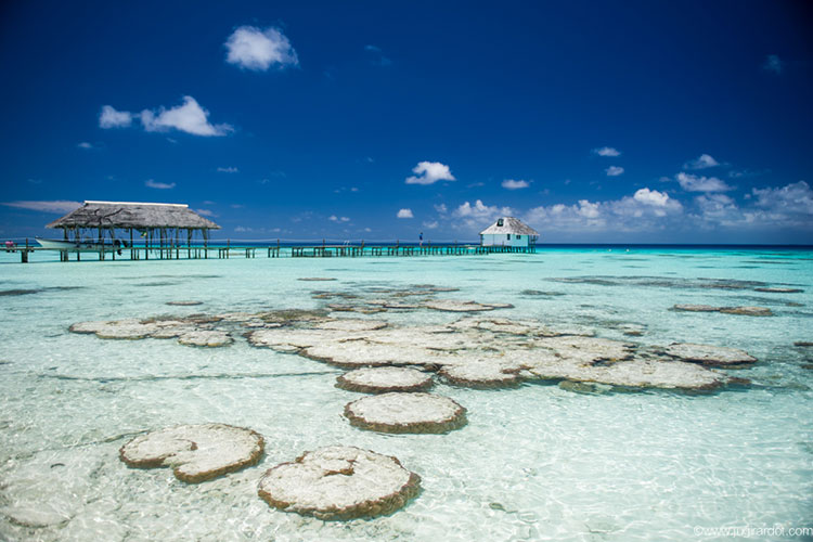 Underwater Wonders - Havaiki Fakarava