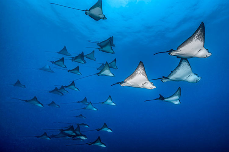 Underwater Wonders - Top Dive