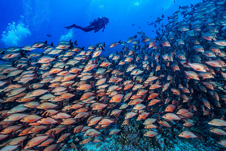 Underwater Wonders from Montréal - Top Dive