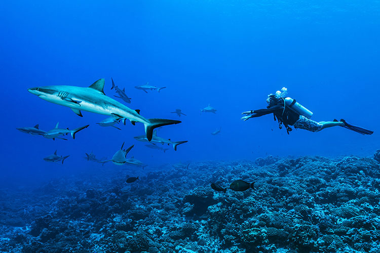 Underwater Wonders from Toronto - Top Dive