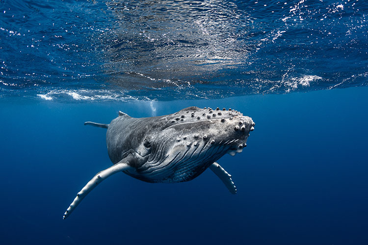 Whale Watching and Polynesian Paradise - Whale