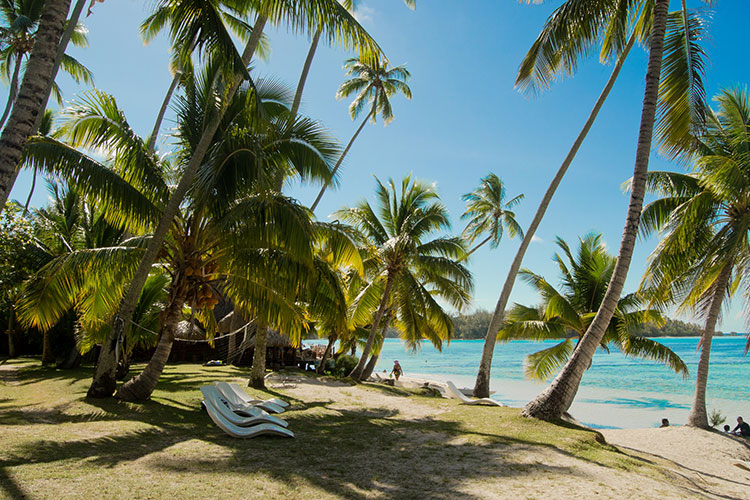 Moorea in all Simplicity - Hotel Les Tipaniers