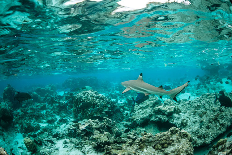 Polynesian Adventure from Auckland - Bora Bora