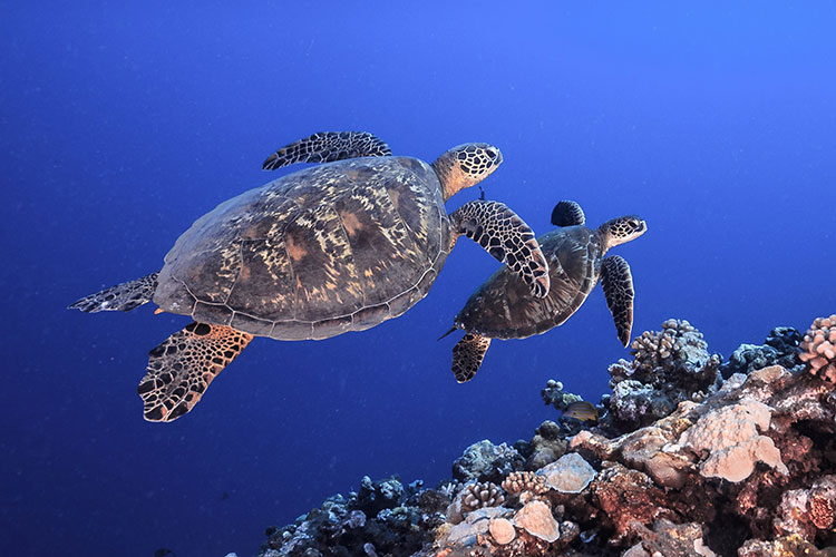 Underwater Wonders of Moorea - Top Dive