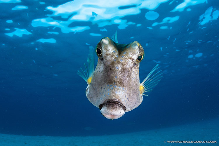 Underwater Wonders of Moorea - Top Dive