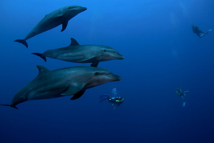 Into the Blue from Auckland - Top Dive