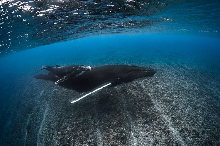 Whale Watching and Polynesian Paradise - Whales