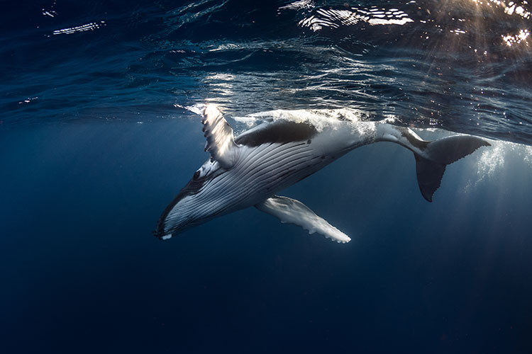 Whale Watching and Polynesian Paradise - Whales