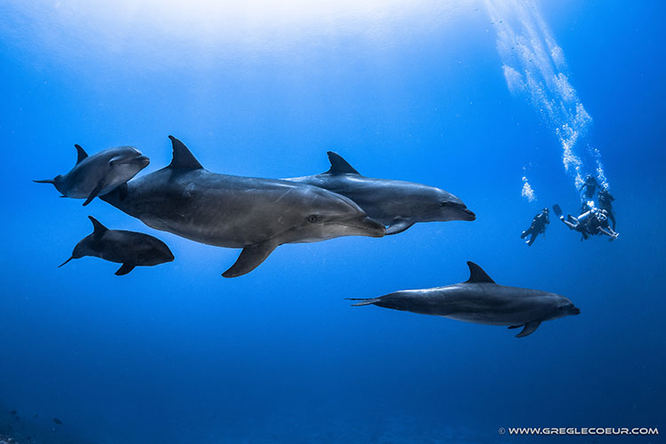 Between Land and Sea - Top Dive