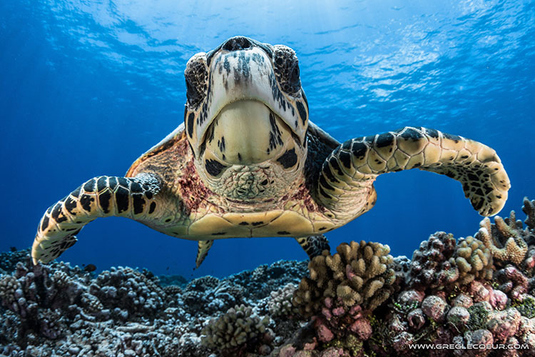 Between Land and Sea - Top Dive