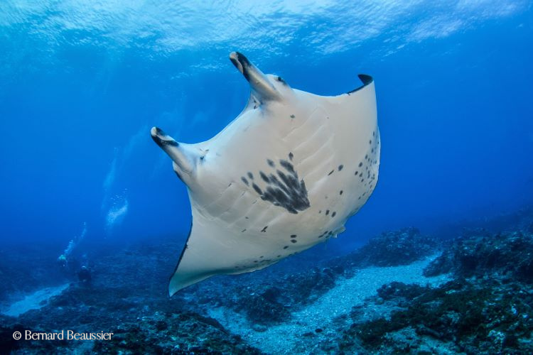 Scuba Show - Dive into paradise | Tahiti - Moorea - Rangiroa - Fakarava ...