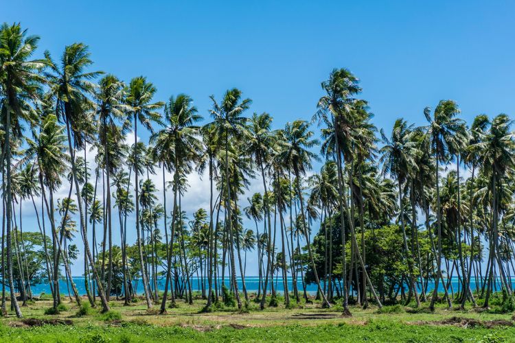 Natihere, le lien d'amour - Tahiti