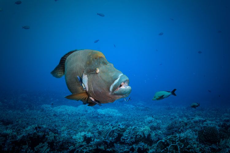Lagon doré - O2 Fakarava