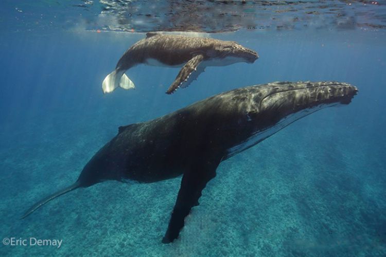 Observation des baleines et paradis polynésien - Baleines